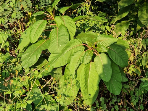 Foto de Umbu