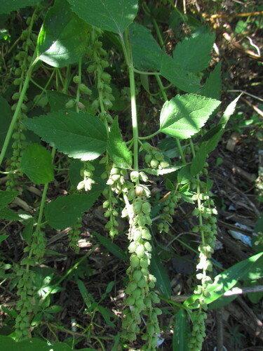 Teucrium vesicarium, photograph 4
