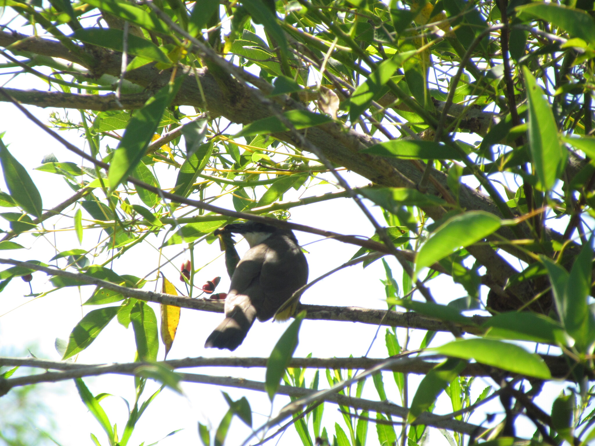 Dark-billed Cuckoo (Coccyzus melacoryphus), photo 7