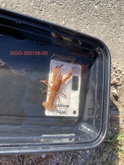 Lacunicambarus miltus