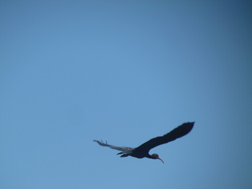 Bare-faced Ibis (Phimosus infuscatus), photo 9