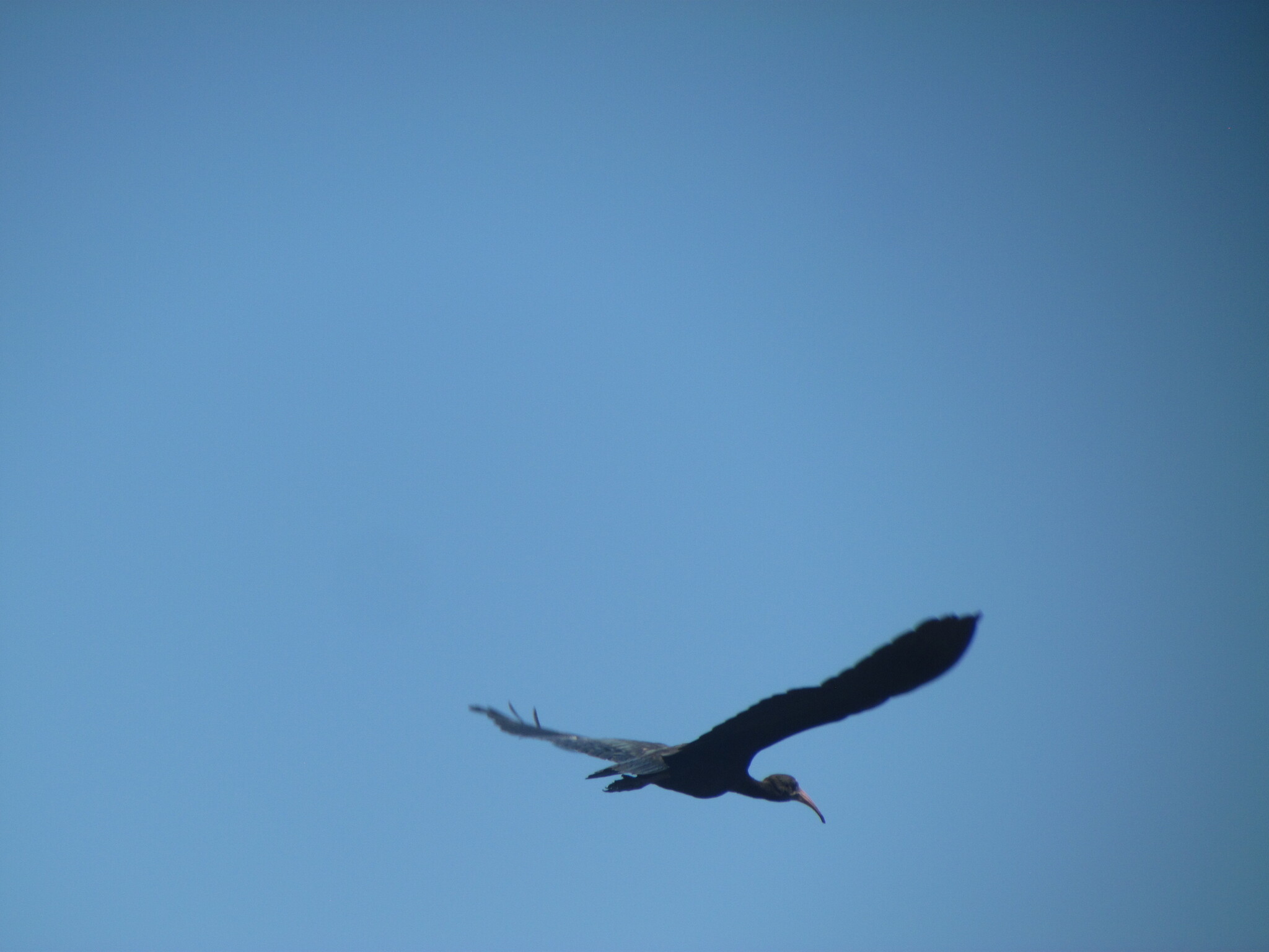 Bare-faced Ibis (Phimosus infuscatus), photo 9