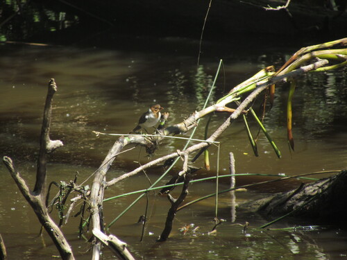 Yellow-billed Cardinal (Paroaria capitata), photo 3