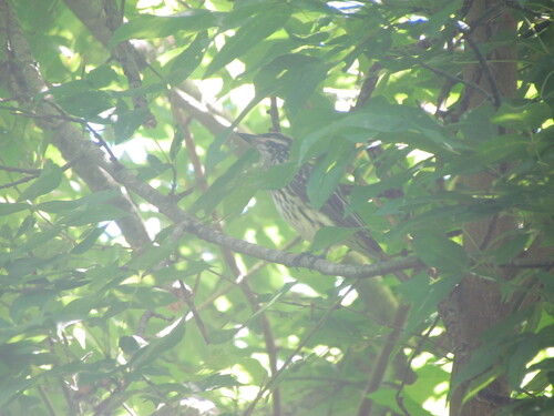 Streaked Flycatcher (Myiodynastes maculatus), photo 7