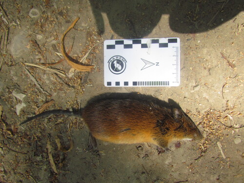 Red Hocicudo