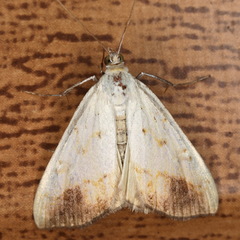 Evergestis extimalis