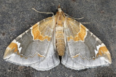 Eulithis pyropata