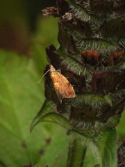 Pseudargyrotoza conwagana