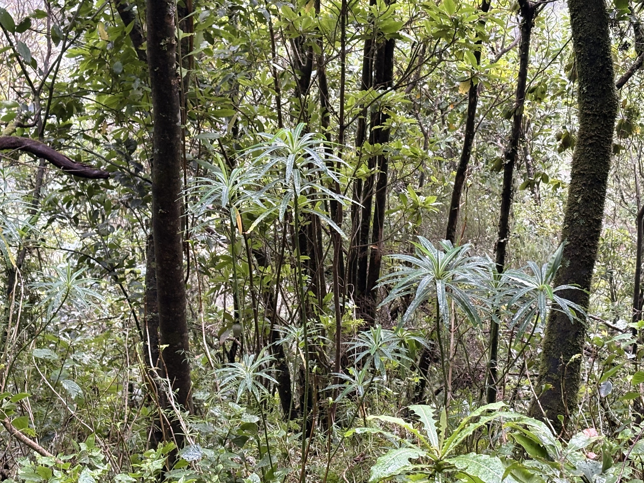 Canary spurge