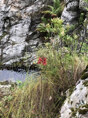 Tritoniopsis pulchra