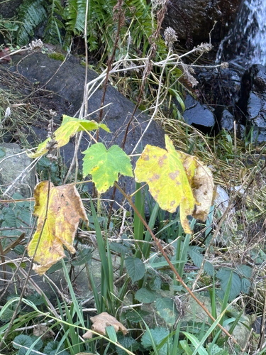 thimbleberry