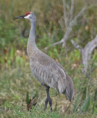 Grus canadensis image