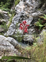 Tritoniopsis pulchra