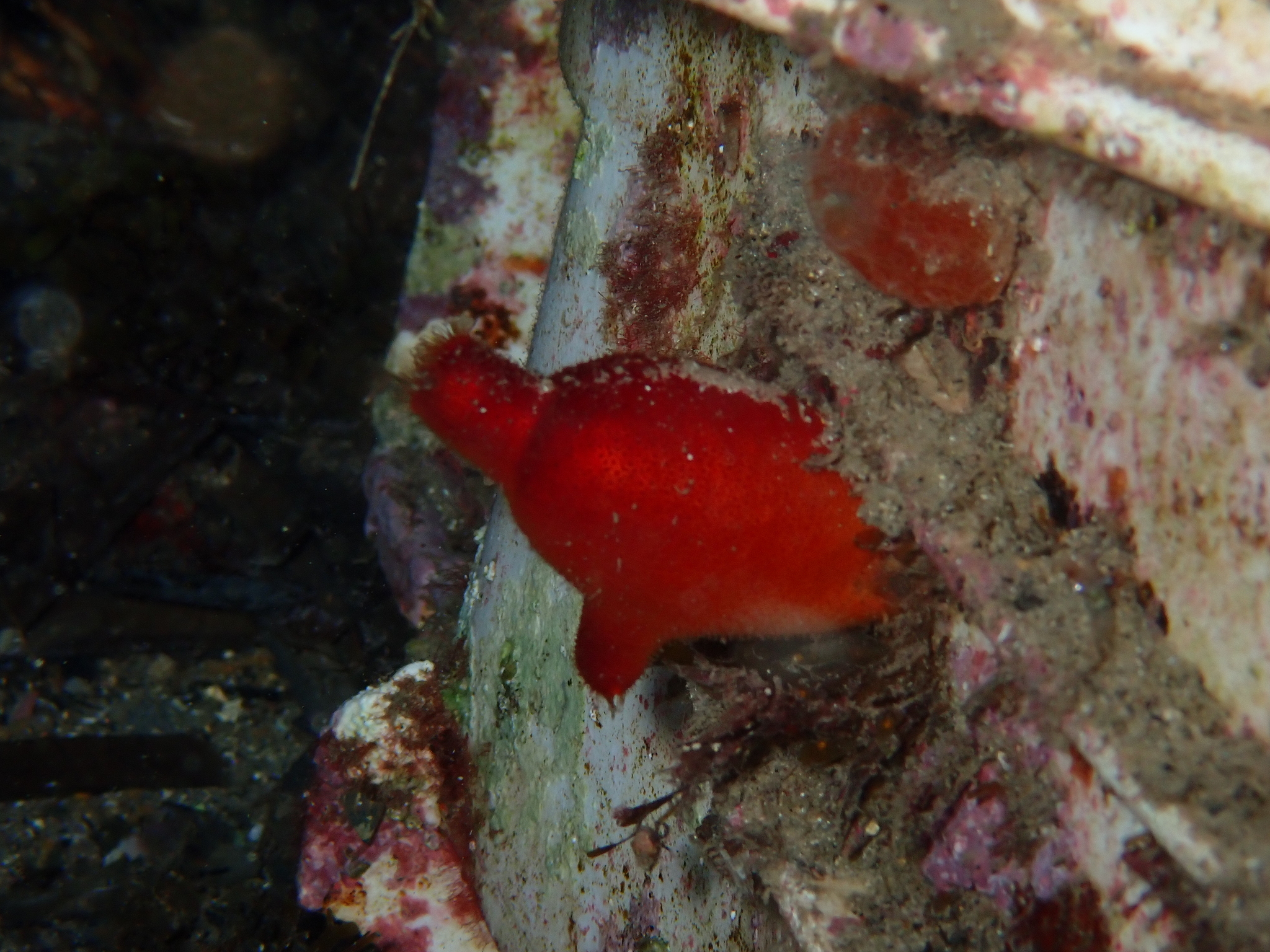 Halocynthia papillosa (Linnaeus, 1767)