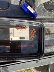 Lacunicambarus miltus