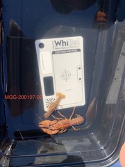 Lacunicambarus miltus