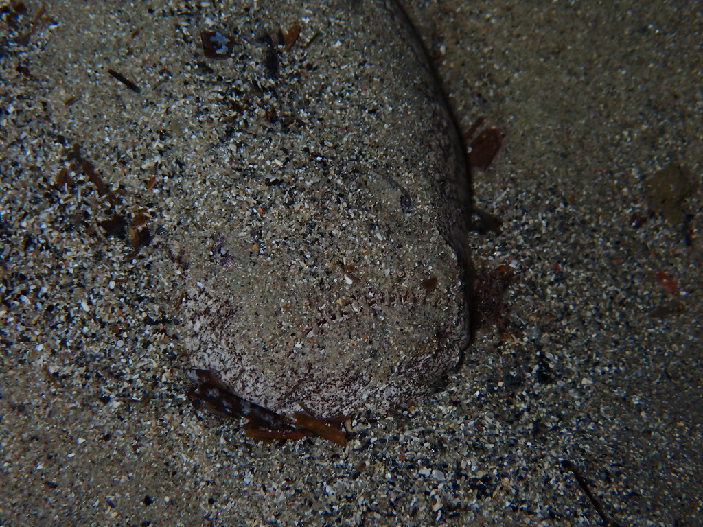 Sterrenkijker (Uranoscopus scaber) — Uranoscopidae