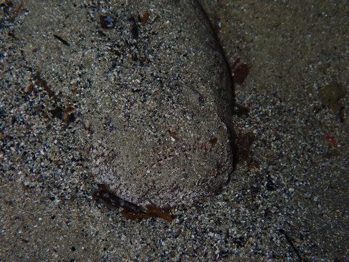Atlantic stargazer (Uranoscopus scaber) — Uranoscopidae