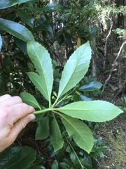 Anopterus glandulosus