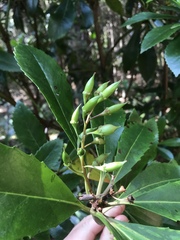 Anopterus glandulosus