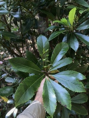 Anopterus glandulosus