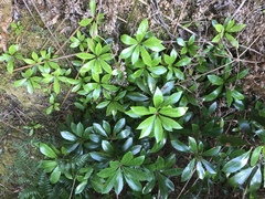 Anopterus glandulosus