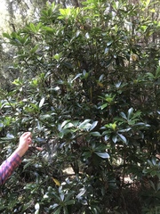 Anopterus glandulosus