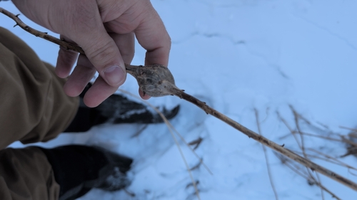 Unknown species found near University at Mayflower, Middleton, WI 53562, USA