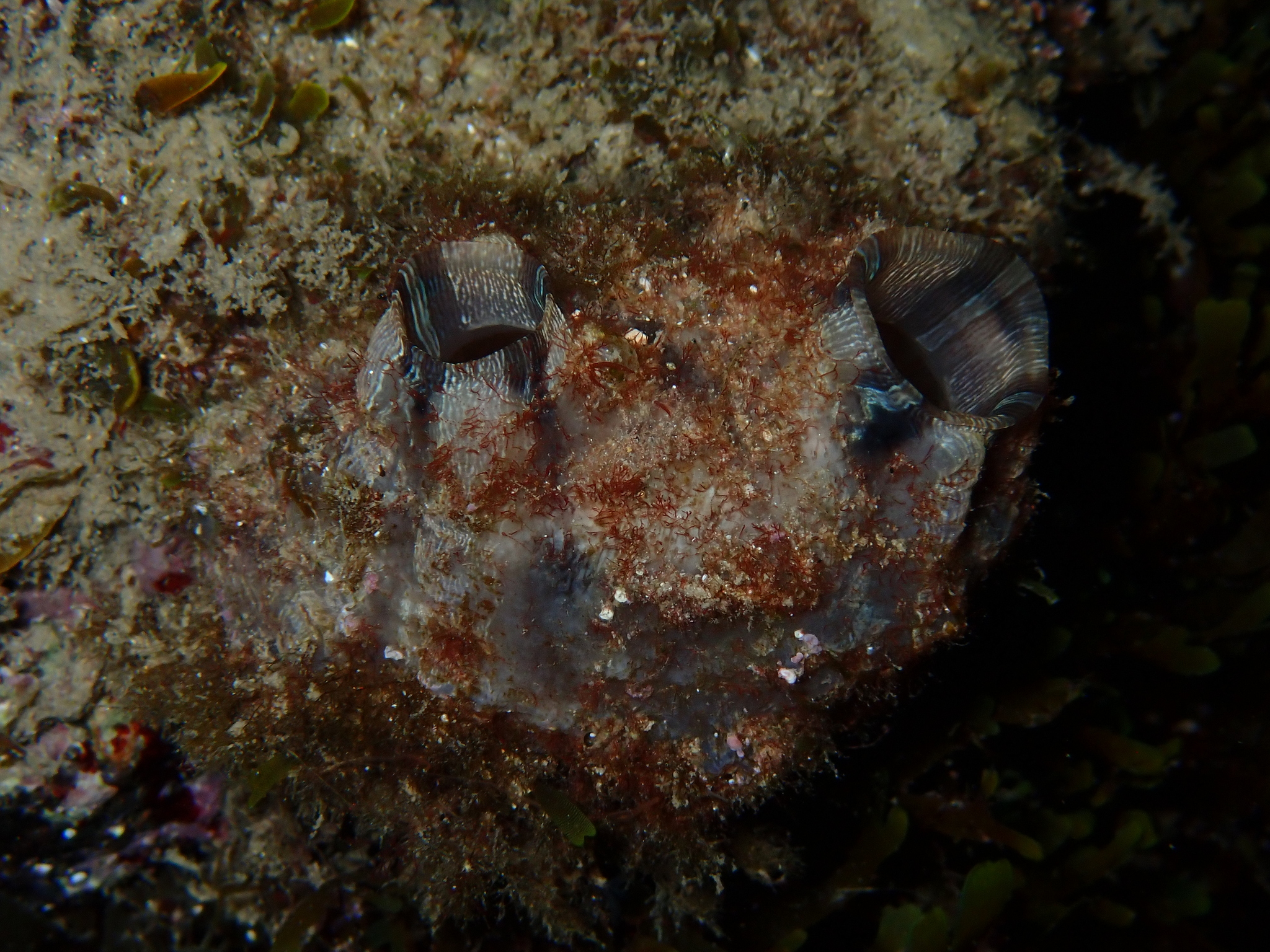Styela plicata (Lesueur, 1823)
