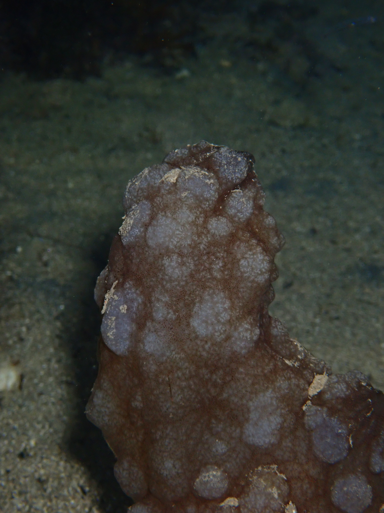 Phallusia mammillata (Cuvier, 1815)