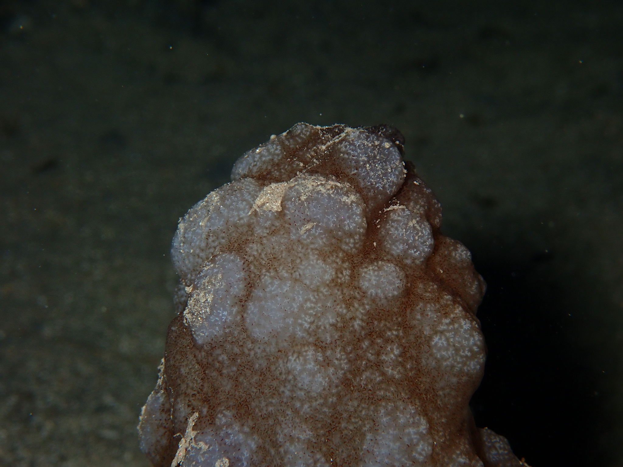 Phallusia mammillata (Cuvier, 1815)