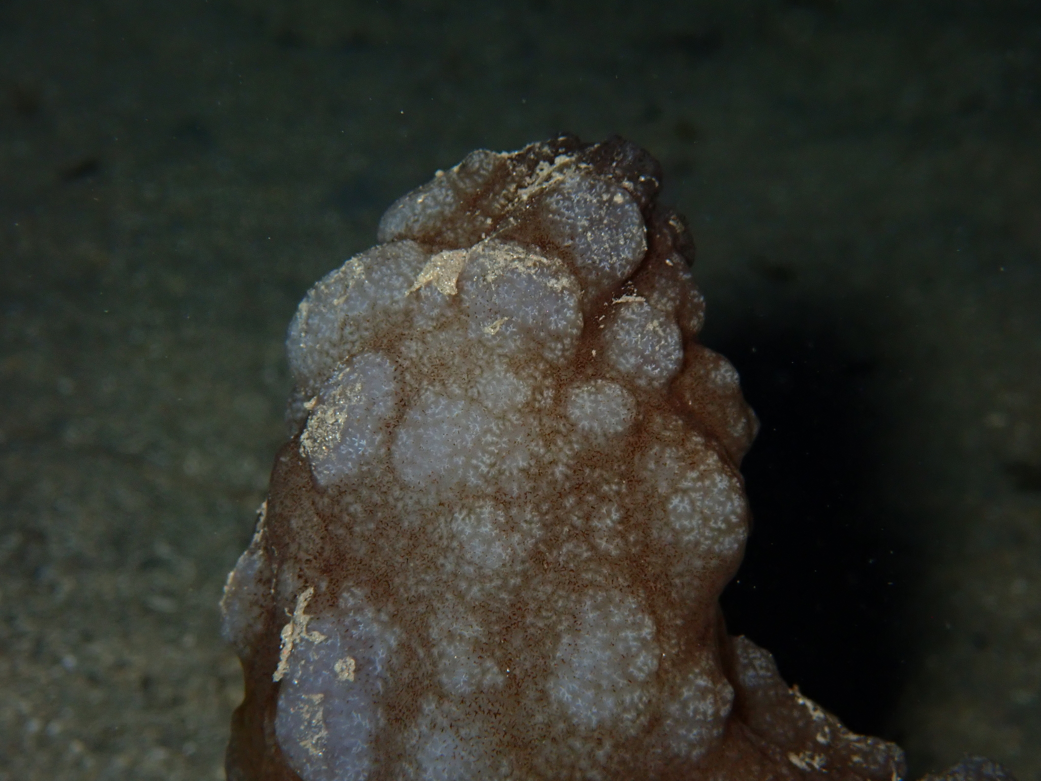 Phallusia mammillata (Cuvier, 1815)