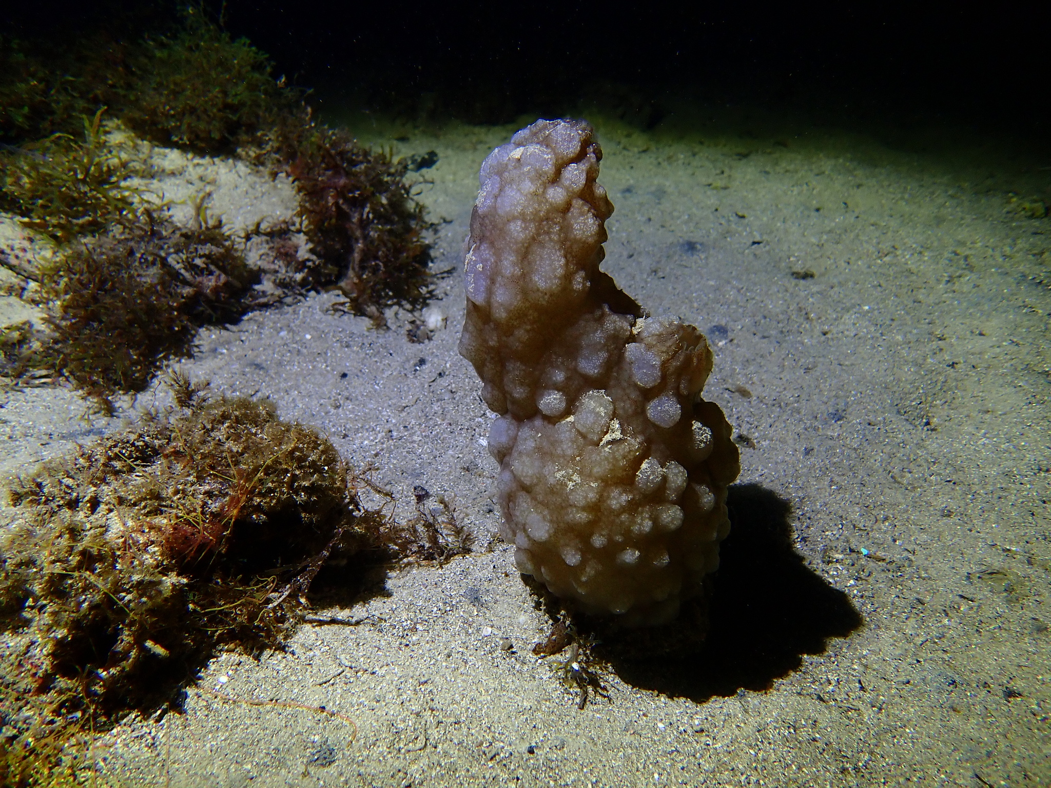 Phallusia mammillata (Cuvier, 1815)