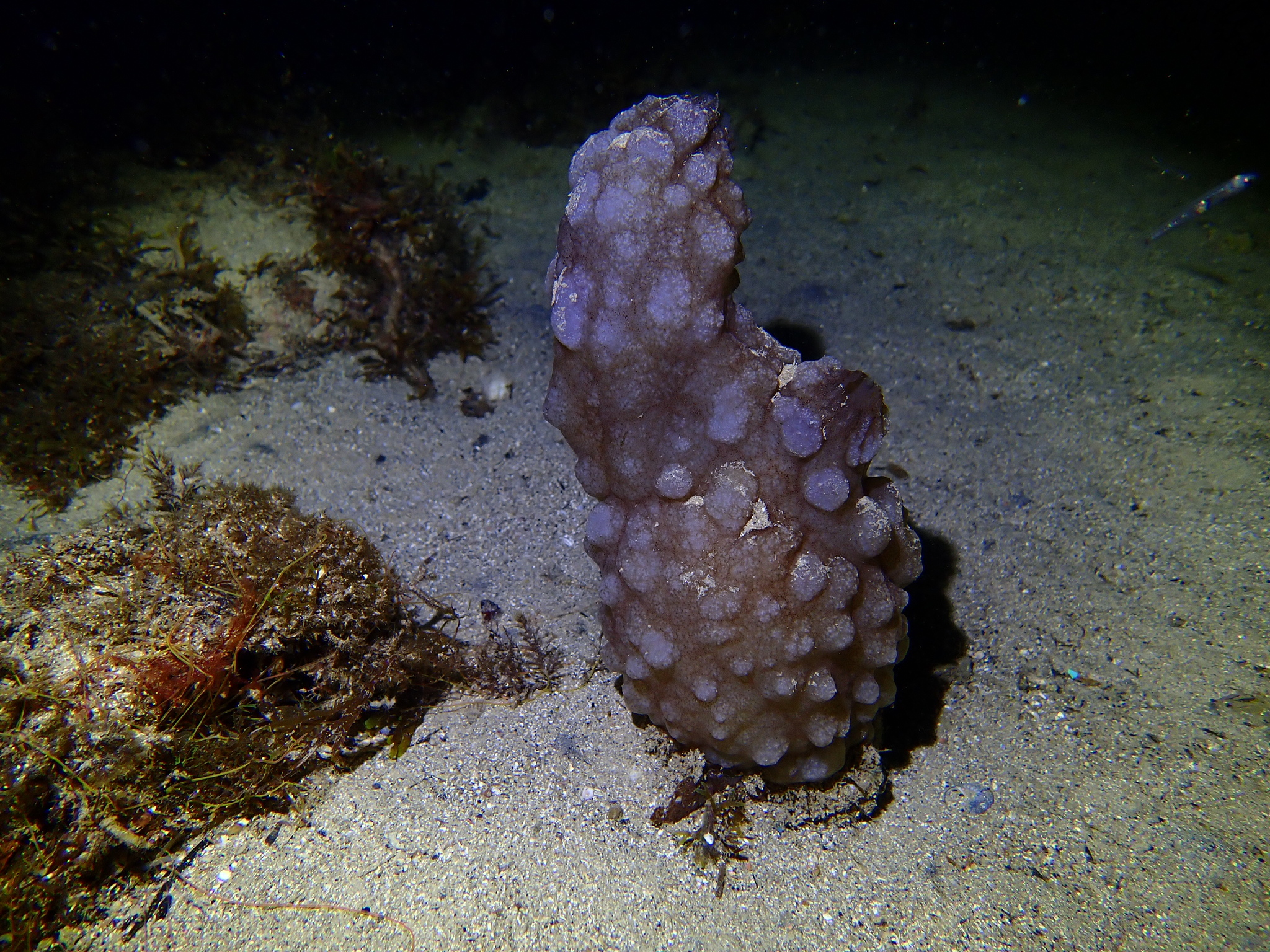 Phallusia mammillata (Cuvier, 1815)