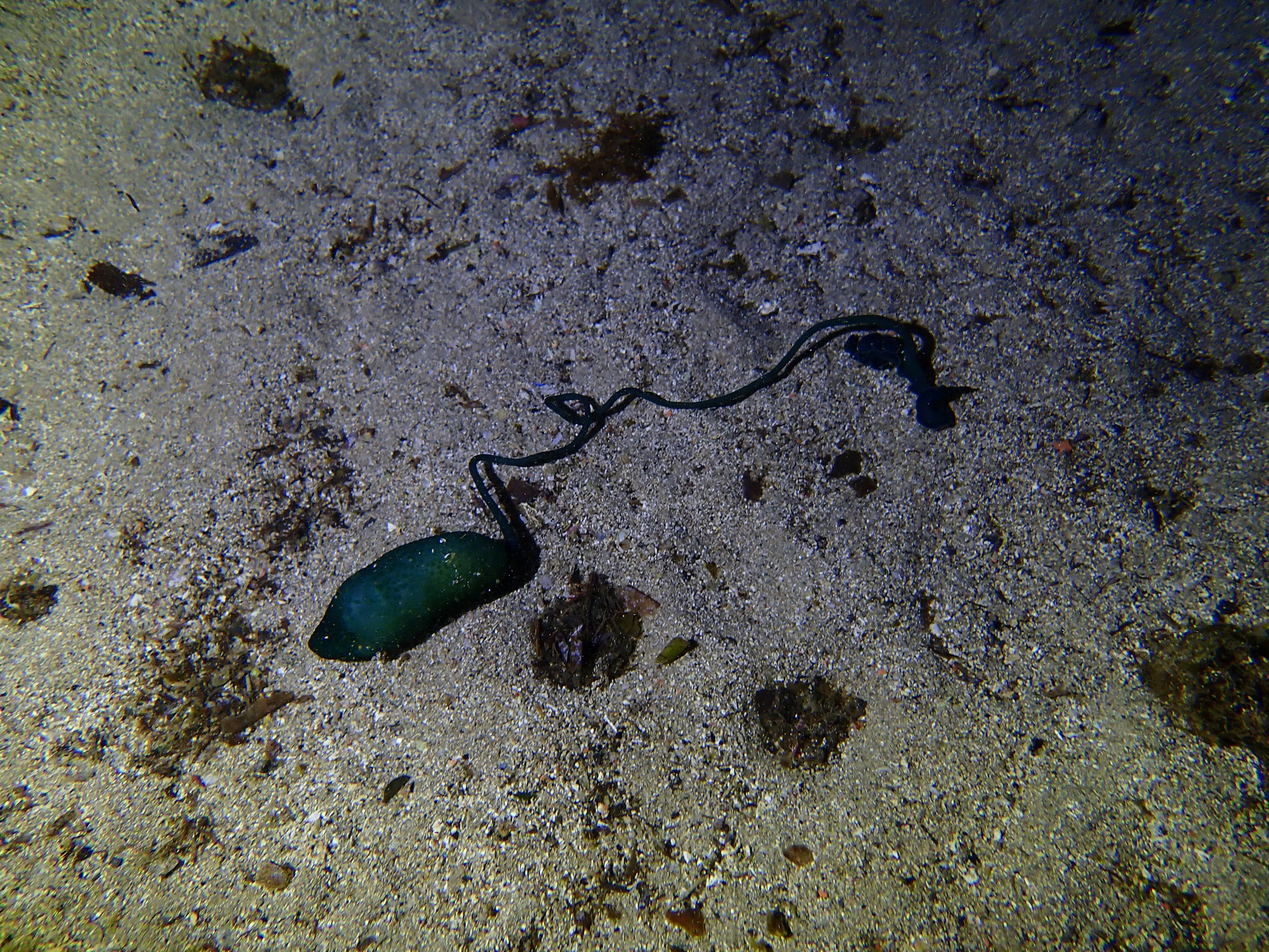 Bonellia viridis Rolando, 1822
