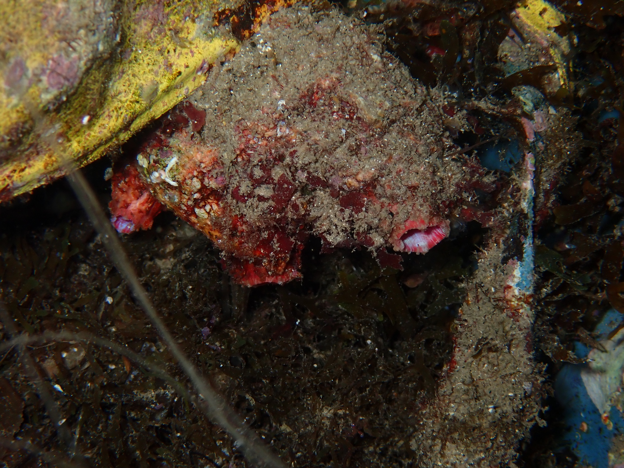 Pyura dura (Heller, 1877)