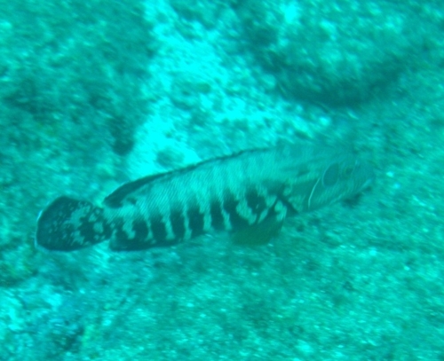 Pacific graysby (Cephalopholis panamensis) — Serranidae