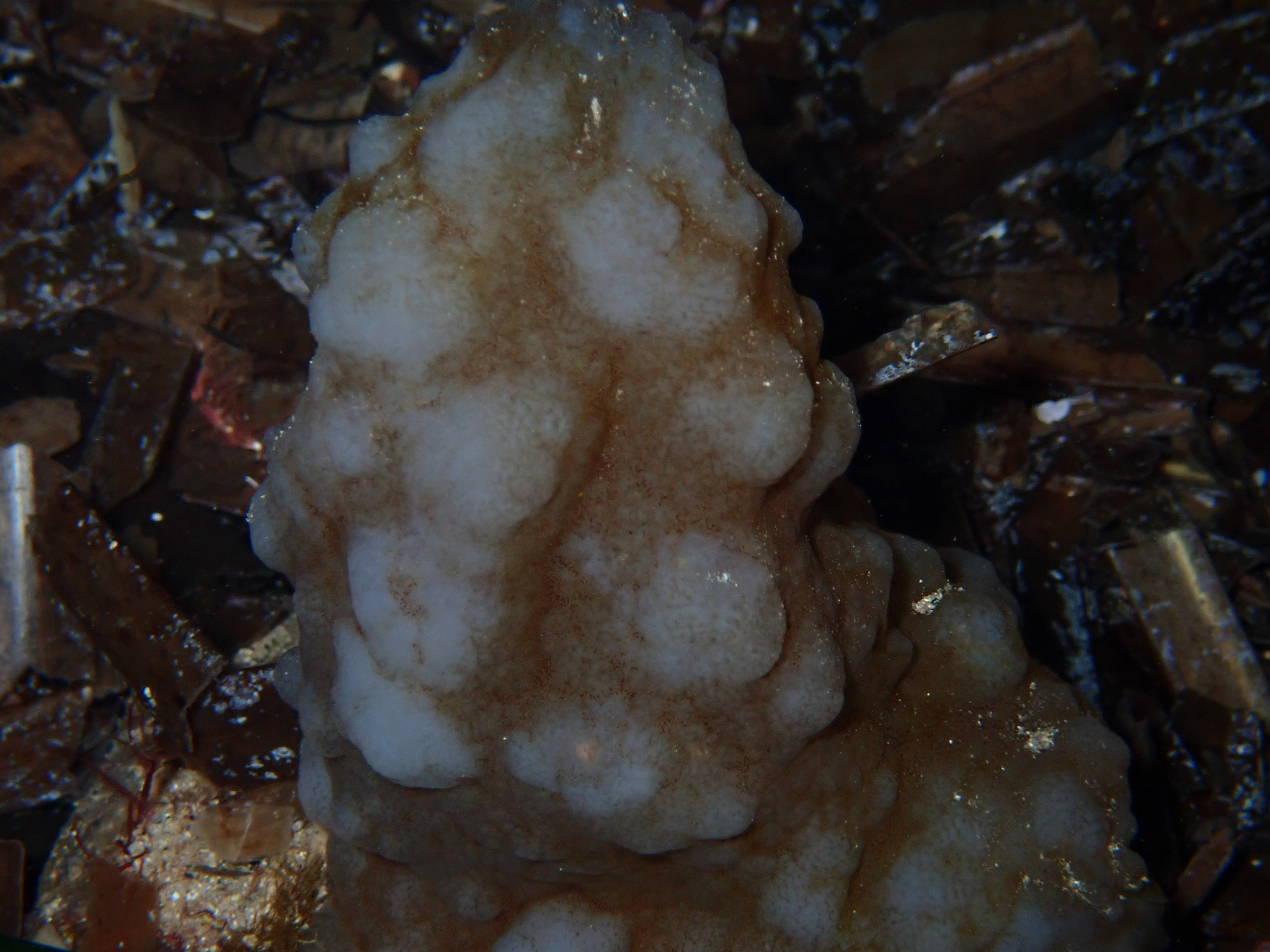 Phallusia mammillata (Cuvier, 1815)
