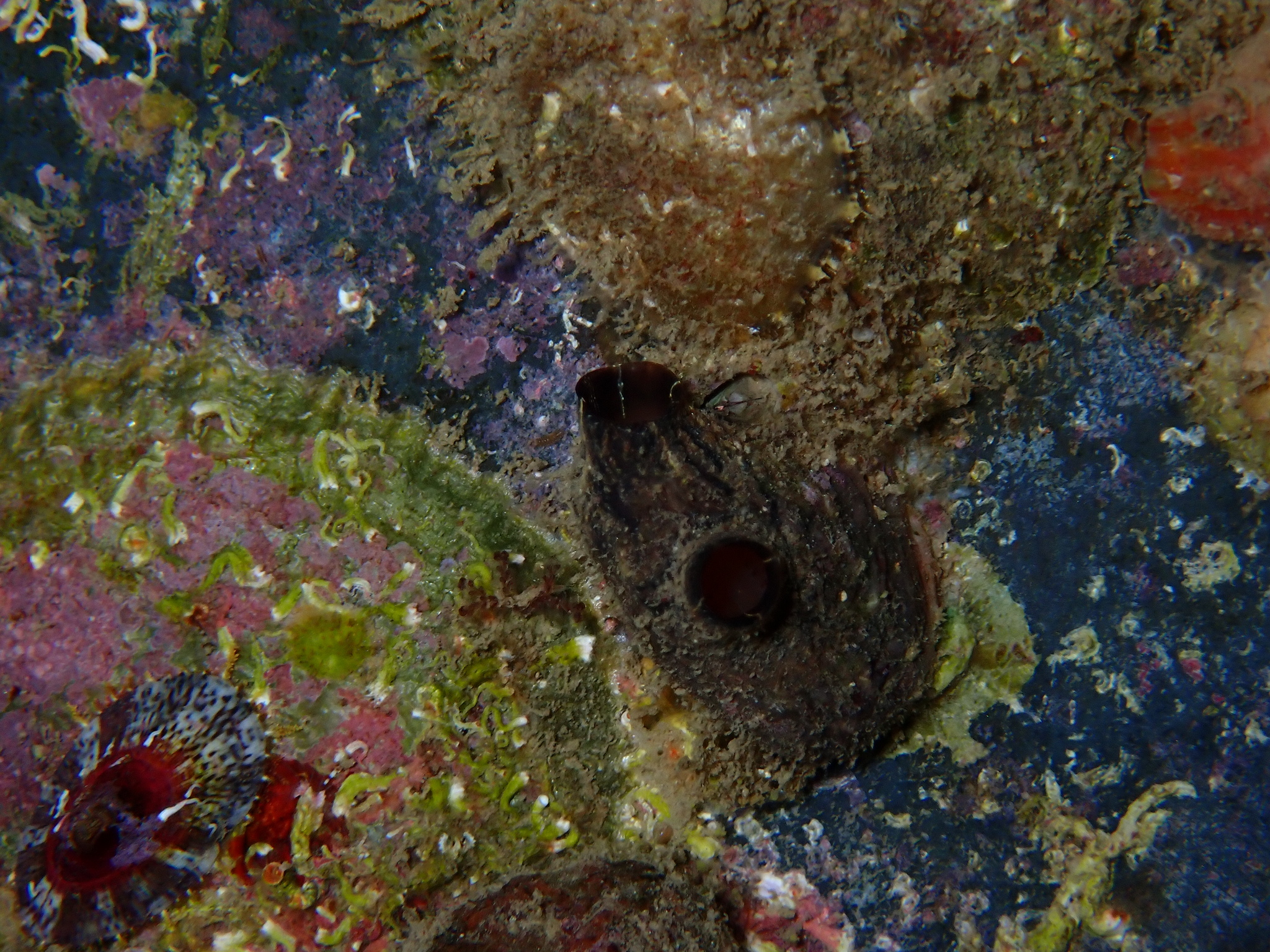 Styela canopus (Savigny, 1816)