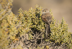 Leptasthenura aegithaloides