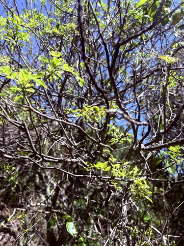 samandua (Clausena anisata)