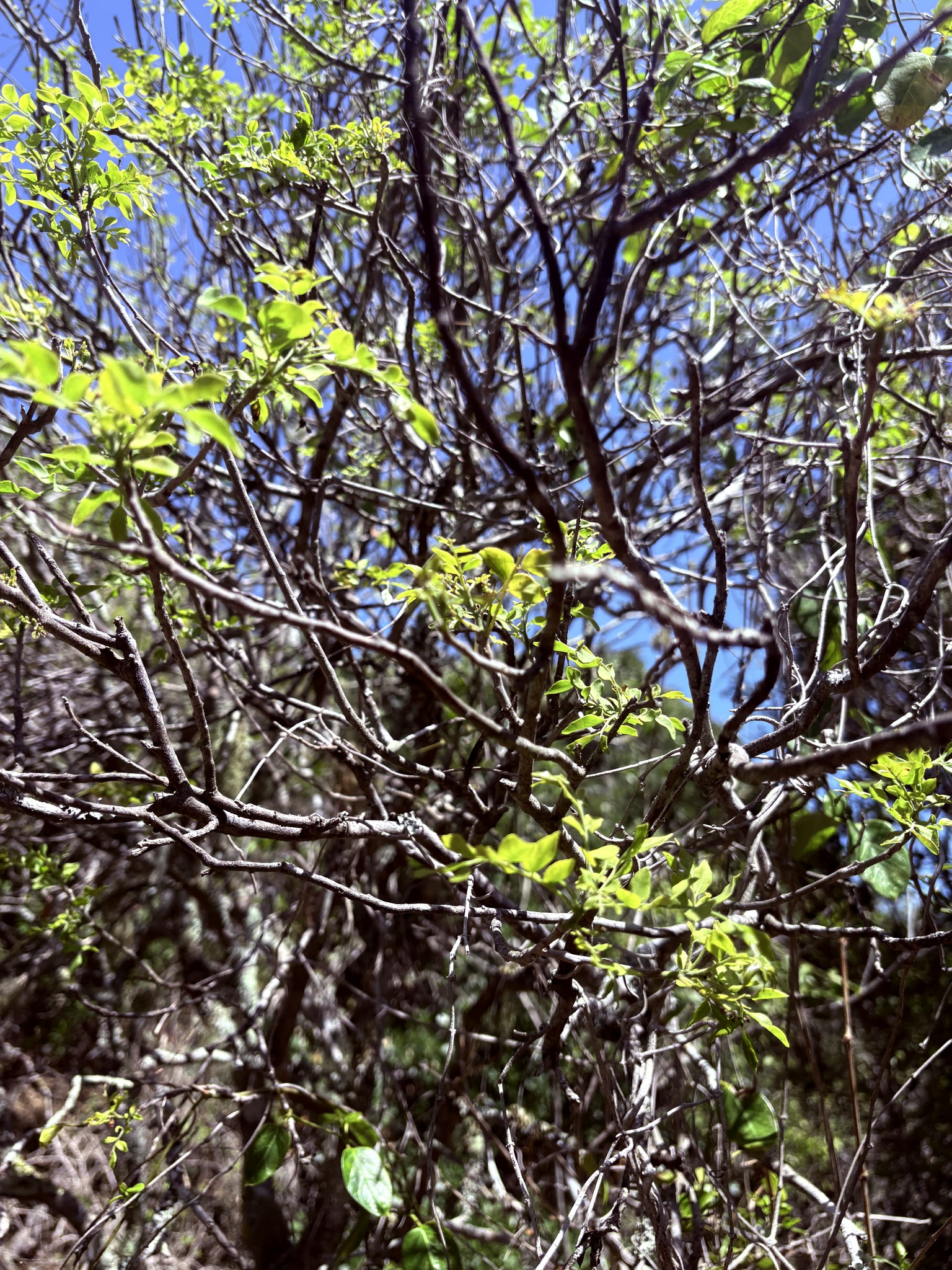 Samandua (Clausena anisata)