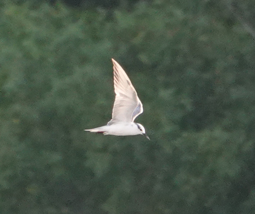 iNaturalist: (c) Dmitrii, some rights reserved (CC BY-NC), uploaded by Dmitrii iNaturalist image