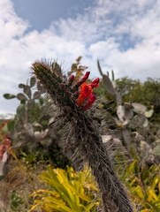 (c) Jacob Saucier, some rights reserved (CC BY) Borzicactus sepium, photograph (c) Jacob Saucier, some rights reserved (CC BY)