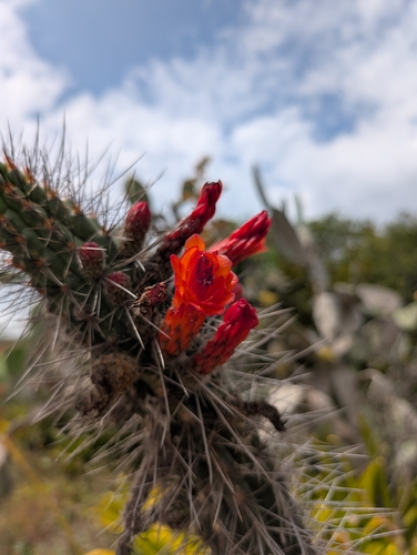 Borzicactus sepium, photograph 2