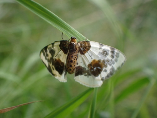 Clouded Magpie, Koekange, Nederland, photo 9 of 10