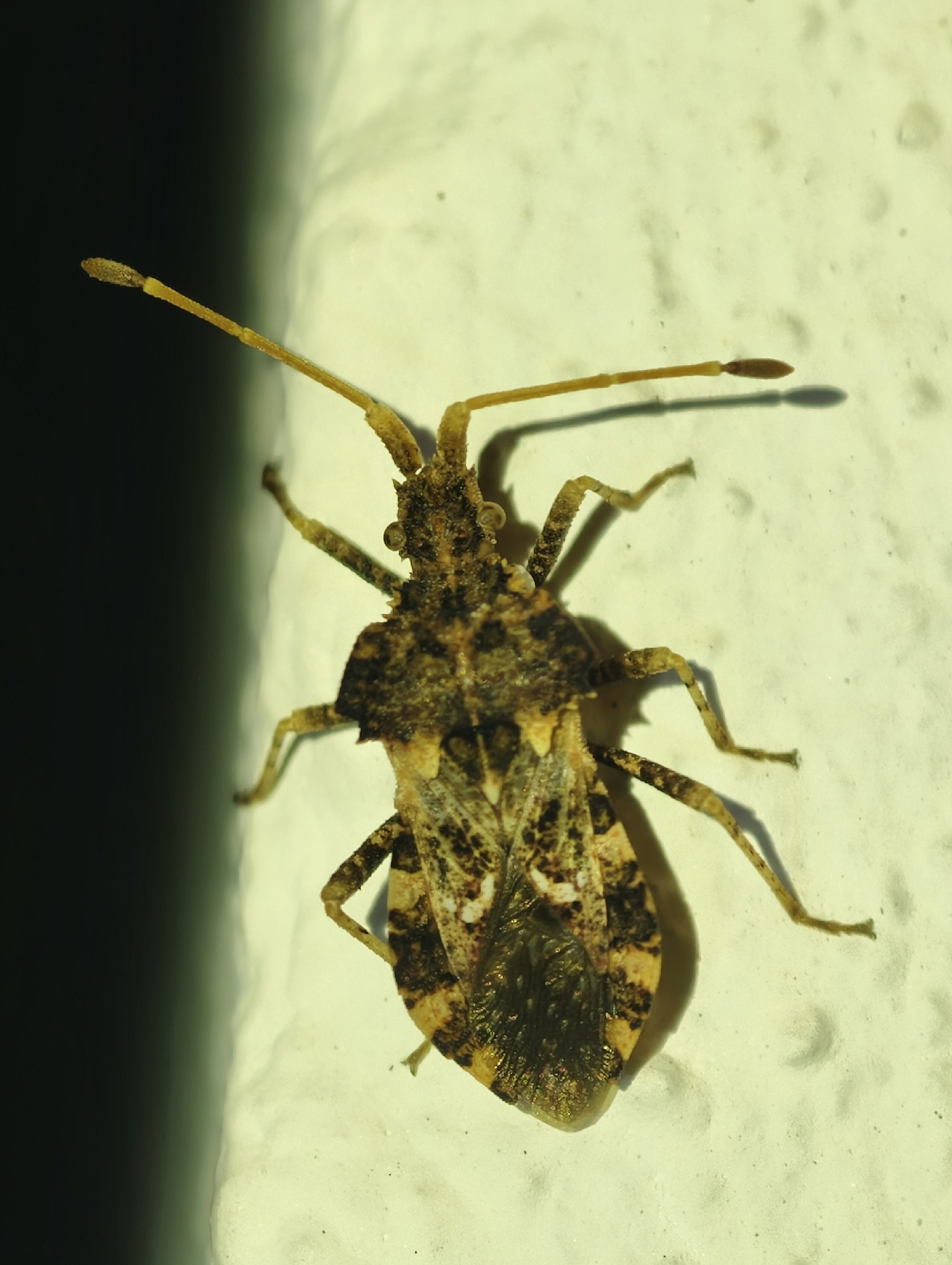 Centrocoris variegatus