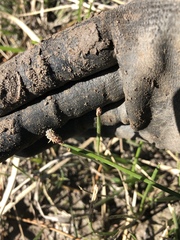 Eleocharis montevidensis