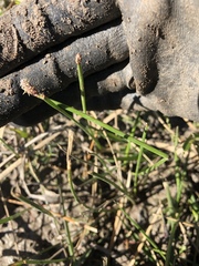 Eleocharis montevidensis