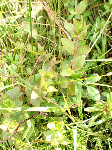 Epilobium insulare observed 2026-01-23